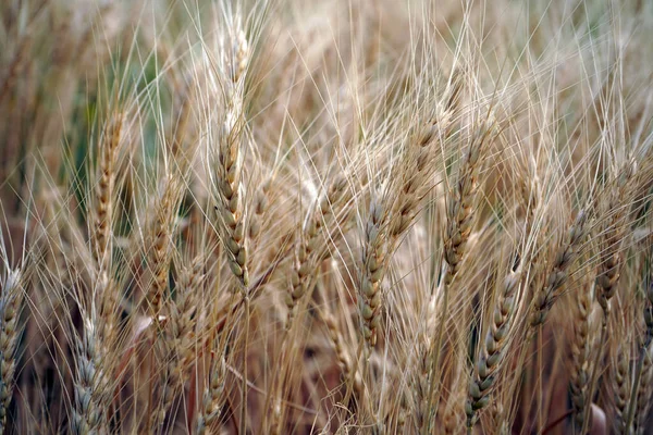 Weizenfeld Ohren Aus Goldenem Weizen Aus Nächster Nähe — Stockfoto