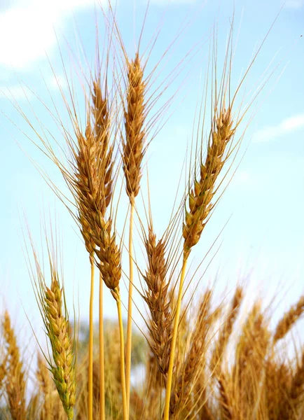 Buğday Tarlası Altın Buğday Kulakları Yakın Mesafede — Stok fotoğraf