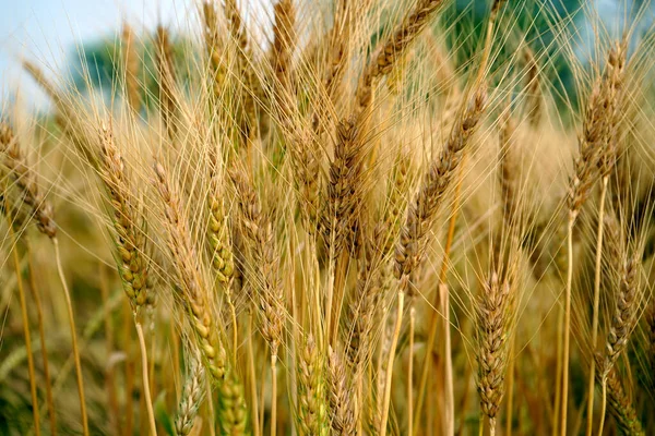 Campo Trigo Orelhas Trigo Dourado Perto — Fotografia de Stock