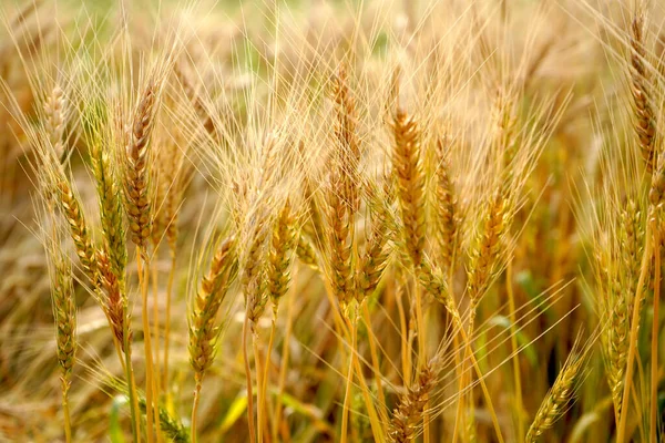 Campo Trigo Orelhas Trigo Dourado Perto — Fotografia de Stock