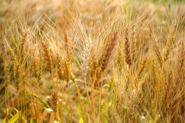 Campo Trigo Orelhas Trigo Dourado Perto — Fotografia de Stock