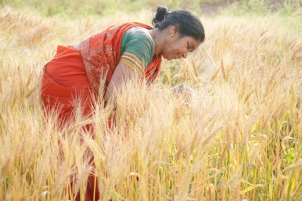 Indická Žena Saree Pšeničném Poli Portrét Pracující Ženy Pšeničném Poli — Stock fotografie