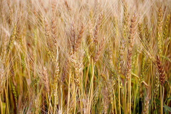 Pšeničné Pole Uši Zlaté Pšenice Zblízka — Stock fotografie