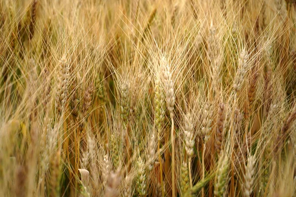 Buğday Tarlası Altın Buğday Kulakları Yakın Mesafede — Stok fotoğraf