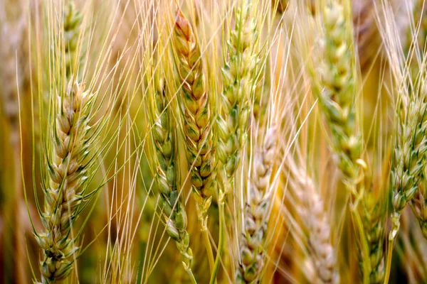 Campo Trigo Orelhas Trigo Dourado Perto — Fotografia de Stock