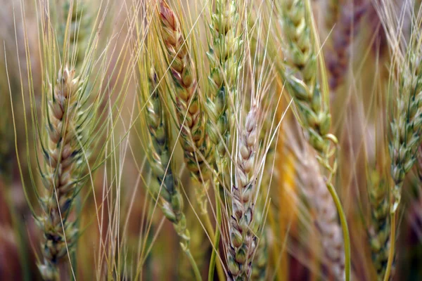 Weizenfeld Ohren Aus Goldenem Weizen Aus Nächster Nähe — Stockfoto