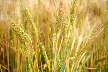 Buğday tarlası. Altın buğday kulakları yakın mesafede.