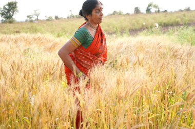 Buğday tarlasında sari giyen Hintli kadın buğday tarlasında gülümseyen kadının portresi..
