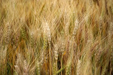 Buğday tarlası. Altın buğday kulakları yakın mesafede.