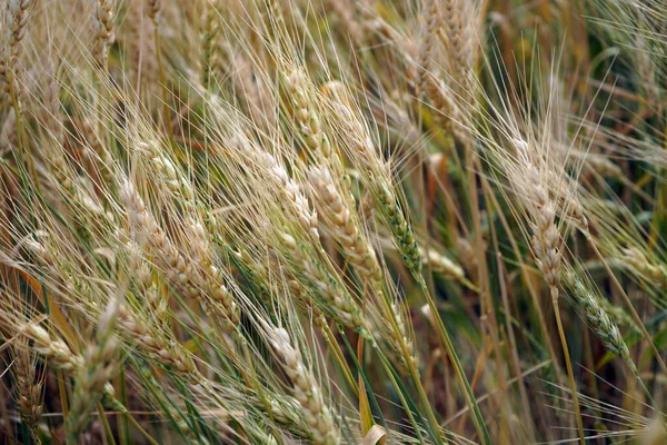 Weizenfeld Ohren Aus Goldenem Weizen Aus Nächster Nähe — Stockfoto