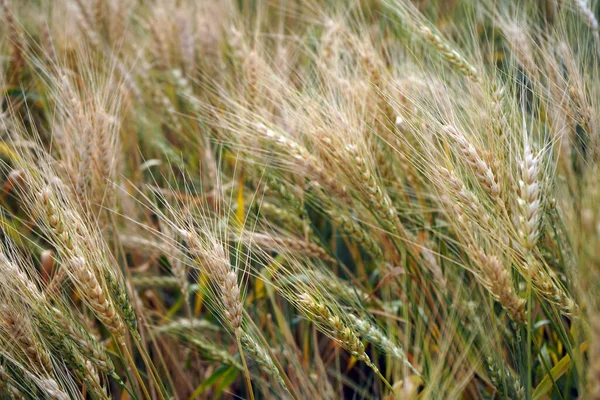 Weizenfeld Ohren Aus Goldenem Weizen Aus Nächster Nähe — Stockfoto