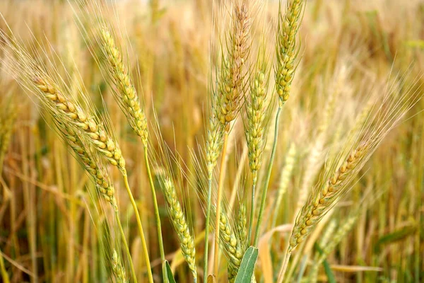 Weizenfeld Ohren Aus Goldenem Weizen Aus Nächster Nähe — Stockfoto