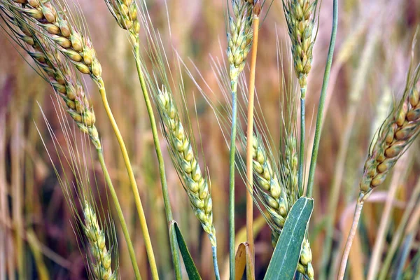 Campo Trigo Orelhas Trigo Dourado Perto — Fotografia de Stock