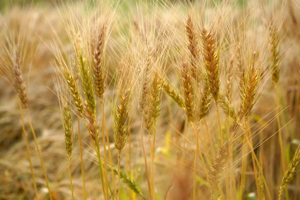 Weizenfeld Ohren Aus Goldenem Weizen Aus Nächster Nähe — Stockfoto