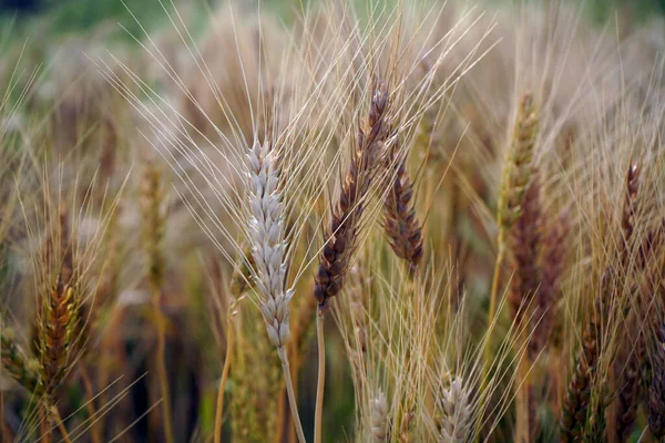 Campo Trigo Orelhas Trigo Dourado Perto — Fotografia de Stock