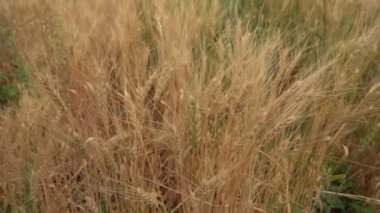 Gündüz kuru buğday tarlası. Mısır gevreği toplama zamanı.  