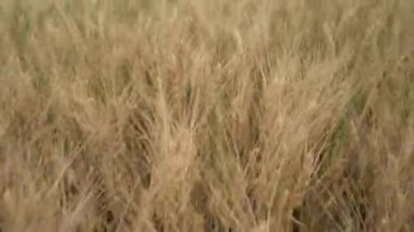 Gündüz kuru buğday tarlası. Mısır gevreği toplama zamanı.  