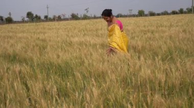 Buğday tarlasında yürürken geleneksel giysiler içinde Hintli bir kadının görüntüsü. 
