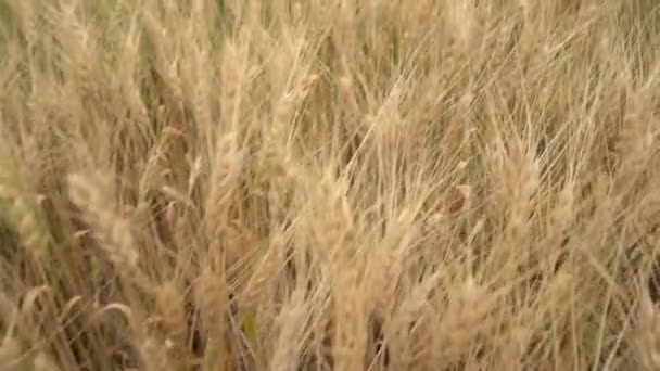 Сухое Пшеничное Поле Днем Время Сбора Зерна — стоковое видео