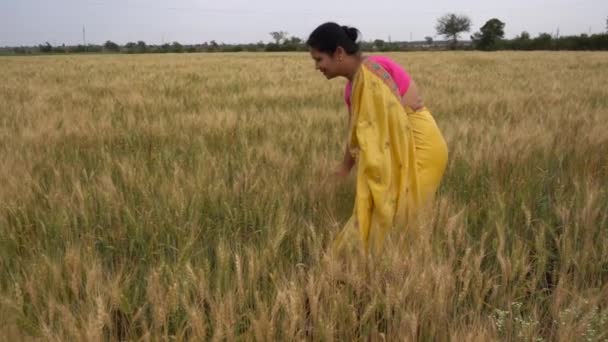 Відкритому Повітрі Кадри Індійської Жінки Традиційному Одязі Ходити Полі Пшениці — стокове відео