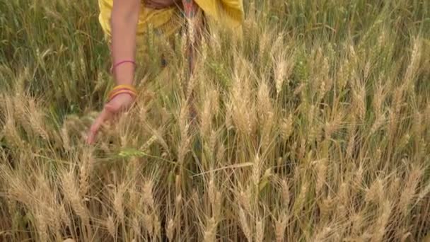 Filmagem Livre Mulher Indiana Roupas Tradicionais Campo Trigo Durante Época — Vídeo de Stock