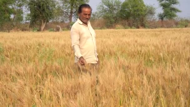 Glücklicher Indischer Bauer Auf Seinem Weizenfeld — Stockvideo