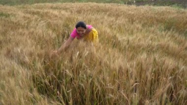 Buğday tarlasında dikilen geleneksel giysili Hintli kadının açık hava görüntüleri. 