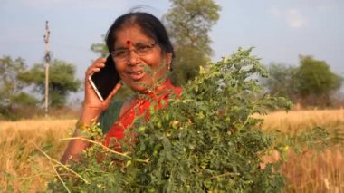 Buğday tarlasında sari giyen Hintli kadın buğday tarlasında çalışan kadının portresi..