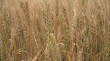 Gündüz kuru buğday tarlası. Mısır gevreği toplama zamanı.  