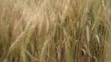 Gündüz kuru buğday tarlası. Mısır gevreği toplama zamanı.  