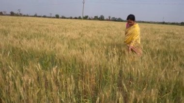 Buğday tarlasında yürürken geleneksel giysiler içinde Hintli bir kadının görüntüsü. 