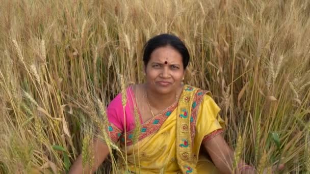 Geleneksel Giyinmiş Hintli Bir Kadının Hasat Zamanı Buğday Tarlasında Oturduğu — Stok video