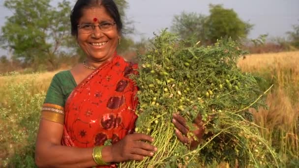 Wanita India Memakai Saree Ladang Gandum Potret Wanita Pekerja Ladang — Stok Video