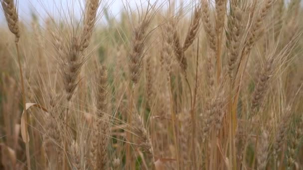 Campo Trigo Seco Durante Día Tiempo Cosecha Cereales — Vídeos de Stock