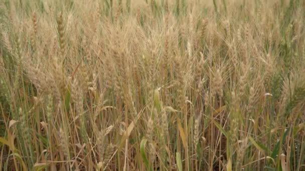 Campo Trigo Seco Durante Día Tiempo Cosecha Cereales — Vídeos de Stock