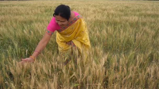 수확기에 밀밭에서 의상을 여자의 — 비디오