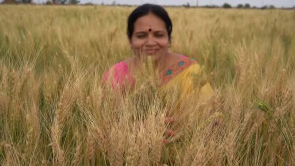 Filmagem Livre Mulher Indiana Roupas Tradicionais Sentadas Campo Trigo Durante — Vídeo de Stock