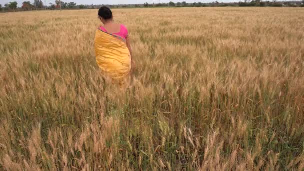 Υπαίθρια Πλάνα Από Ινδή Γυναίκα Παραδοσιακά Ρούχα Περπατώντας Στο Χωράφι — Αρχείο Βίντεο