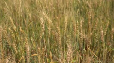 Gündüz kuru buğday tarlası. Mısır gevreği toplama zamanı.  