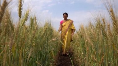 Buğday tarlasında yürürken geleneksel giysiler içinde Hintli bir kadının görüntüsü. 