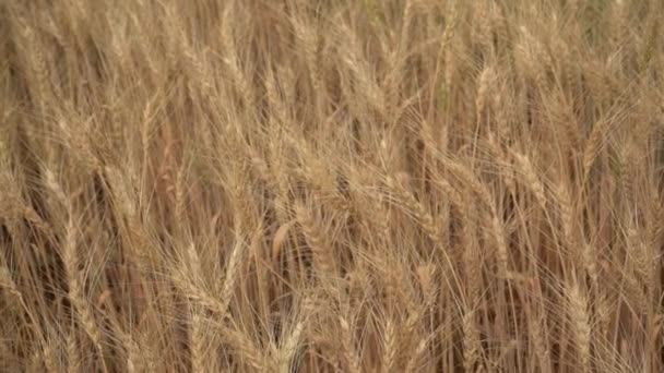 Campo Trigo Seco Durante Dia Hora Colheita Dos Cereais — Vídeo de Stock