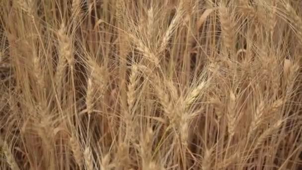 Gündüz Kuru Buğday Tarlası Mısır Gevreği Toplama Zamanı — Stok video