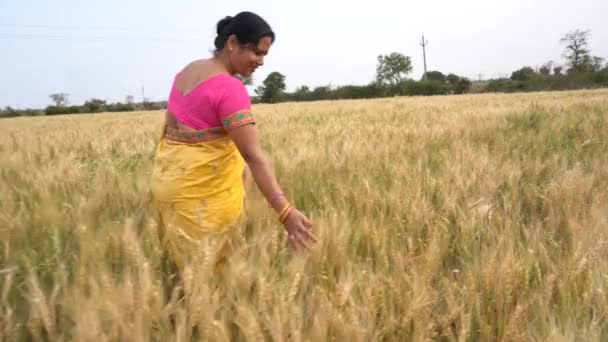 Filmagem Livre Mulher Indiana Roupas Tradicionais Andando Campo Trigo Durante — Vídeo de Stock