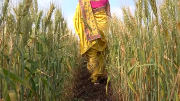 Images Plein Air Femme Indienne Vêtements Traditionnels Marchant Champ Blé — Video