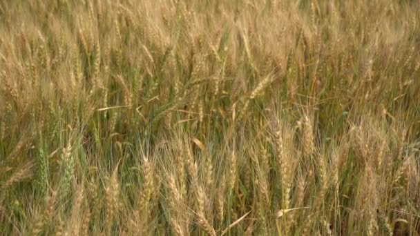 Campo Trigo Seco Durante Día Tiempo Cosecha Cereales — Vídeo de stock