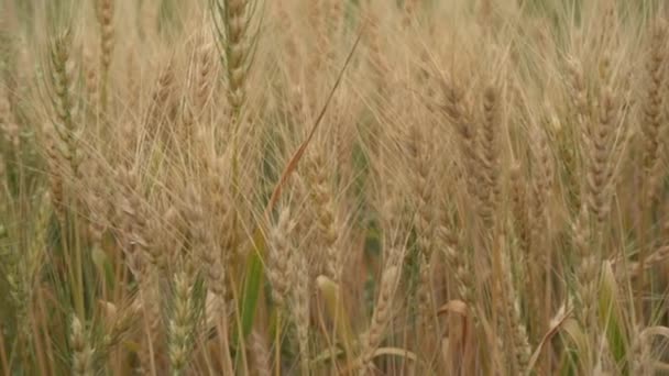 Trockenes Weizenfeld Tag Getreideerntezeit — Stockvideo