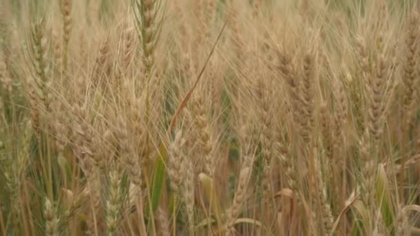 Campo Grano Secco Giorno Tempo Raccolta Dei Cereali — Video Stock