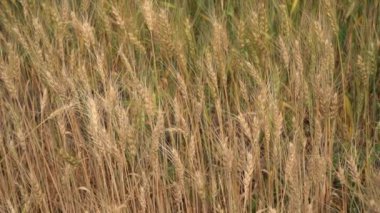 Gündüz kuru buğday tarlası. Mısır gevreği toplama zamanı.  