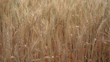 Gündüz kuru buğday tarlası. Mısır gevreği toplama zamanı.  