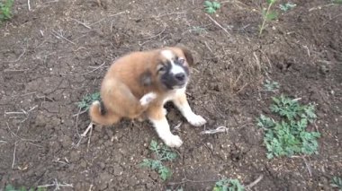 Gün ortasında buğday tarlasında oynayan sevimli köpek yavrusu. 